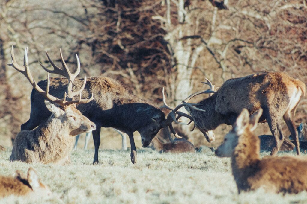 Dynamic deer stag fight showcasing wildlife behavior in England.